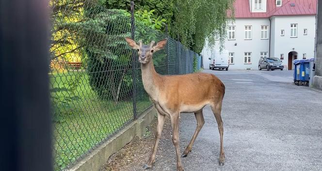 Śląskie: Egzamin ósmoklasisty zakłóciło wtargnięcie jelenia na teren szkoły