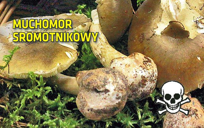Tych grzybów nie zbieraj