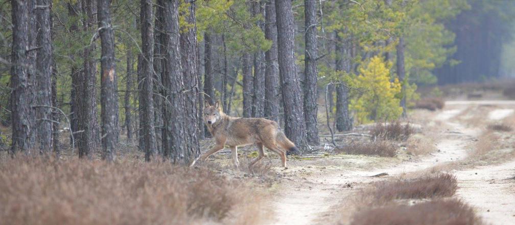 Tak wyglądają wilki z Pomorza