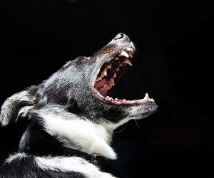 Amstaff zaatakował 14-latkę i jej psa! Chwilę później doszło do tragedii. Tosia zginęła w ciągu kilku sekund