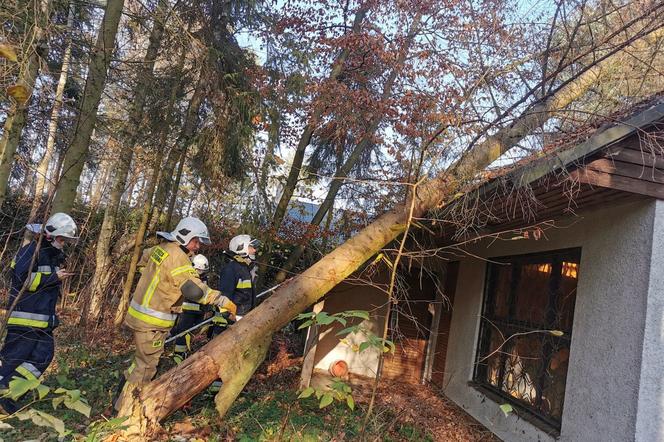 15-metrowe drzewo runęło na dom! Ogromne zagrożenie: „trzeba było ucinać konar po kawałku”  