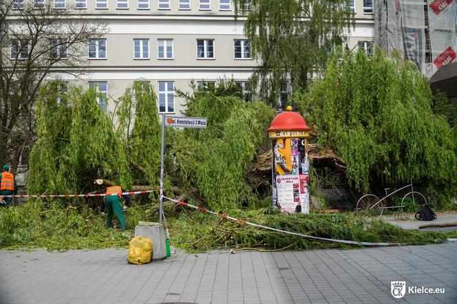 Stara wierzba płacząca w centrum Kielc złamana! 