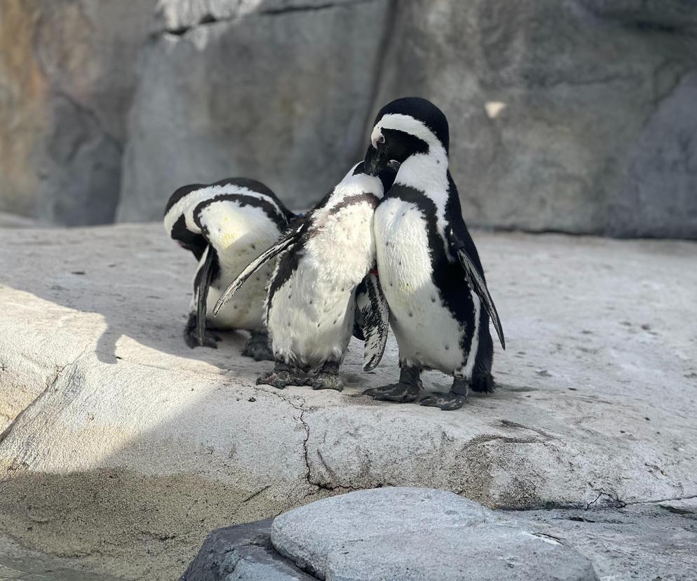 W Zamościu zamieszkają pingwiny! 