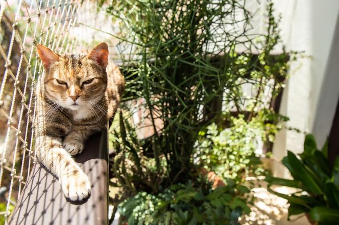 Jak urządzić balkon dla kota? Siatka na balkon dla kota, rośliny balkonowe bezpieczne dla kota