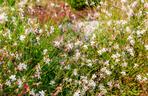 Gaura Lindheimera