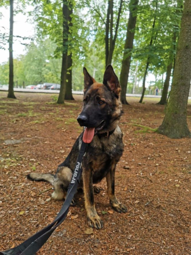 Zwycięzca zawodów - Trymer