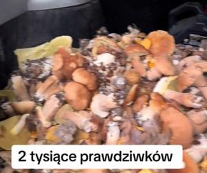 Wysyp grzybów na Mazurach. Tysiące prawdziwków w lesie pod Nidzicą