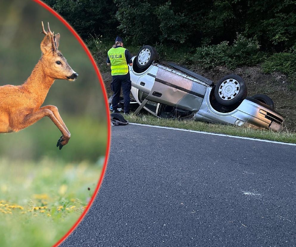 Wypadek na DK 20 pod Bytowem. Rodzina z dziećmi dachowała. Sarna wyskoczyła na jezdnię