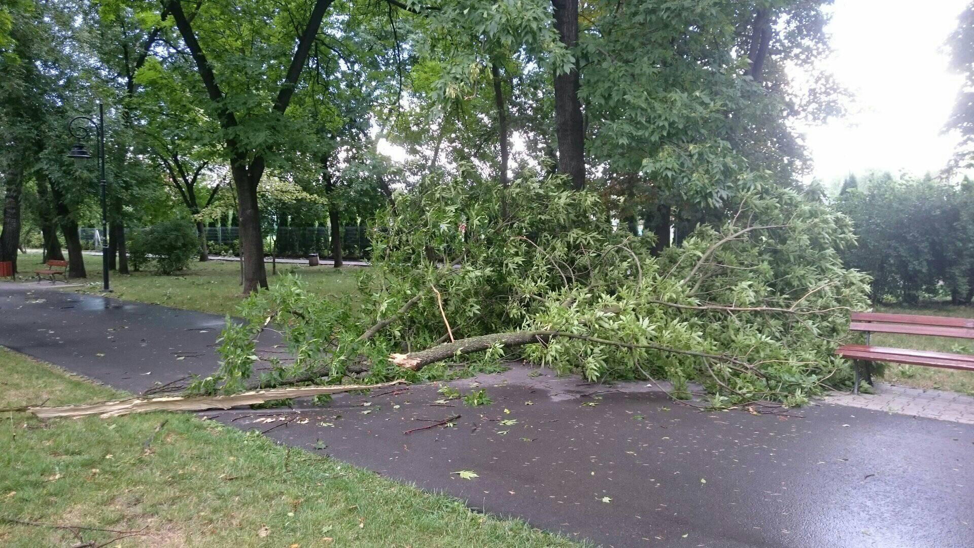 Burza Nad Radomiem Wichura Po ama a Drzewa Zalane Piwnice ZDJ CIA burza-nad-radomiem-wichura-po-ama-a-drzewa-zalane-piwnice-zdj-cia
