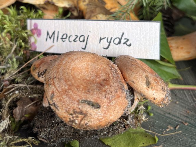 Grzybowe święto w Lublinie. Plac Litewski zamienił się w las pełen grzybów.