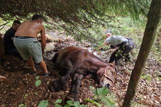 Nietypowe interwencje służb. Strażacy-ochotnicy uratowali stado koni, a strażnicy miejscy sarenki