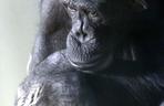 Odeszła najstarsza szympansica z gdańskiego zoo. Kasia miała 45 lat