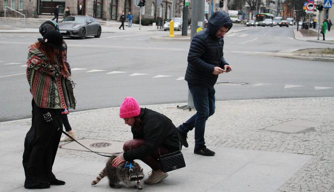 Przygarnęłam szopa