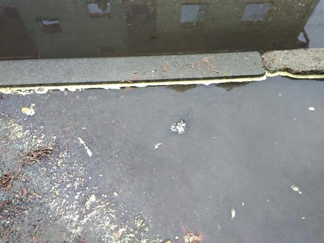 Żółty pył na ulicach Tarnowa. Czy jest groźny dla zdrowia?