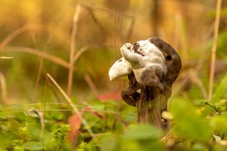 Te jadalne grzyby odstraszają wyglądem! Zobaczcie najrzadziej zbierane gatunki