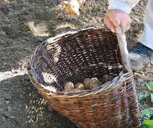 W skansenie w Lublinie pokazali, jak dawniej wyglądały wykopki kartoflane