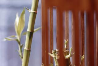 Dracena Lucky Bamboo