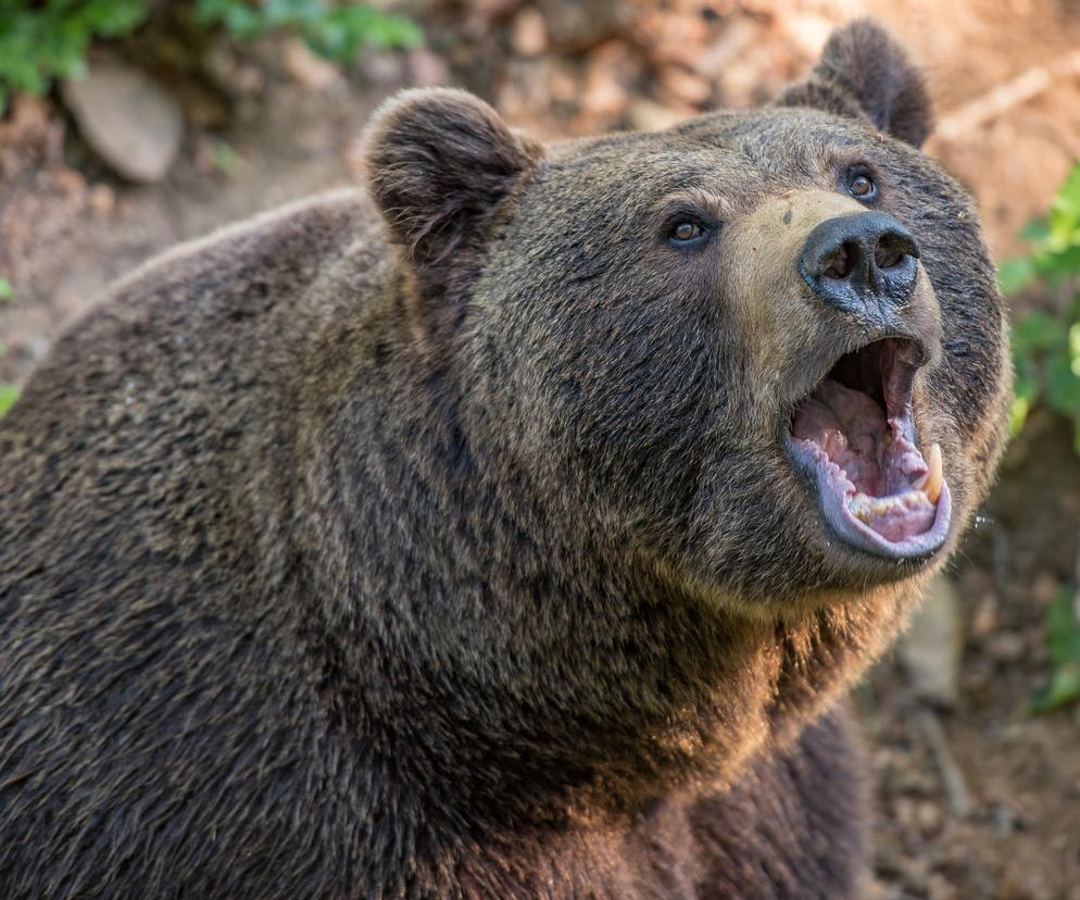 Atak niedźwiedzia w Bieszczadach! 