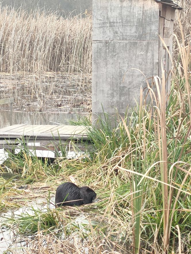 Inwazyjny gatunek gryzonia rozplenił się w Krakowie. Powoduje poważne szkody