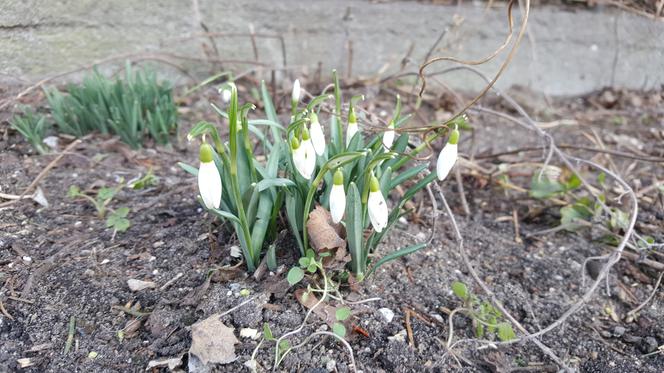 Natura budzi się do życia! W Ogrodzie Botanicznym UKW czuć już wiosnę! [ZDJĘCIA]