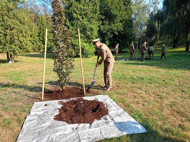 Trzy młode buki purpurowe na Skwerze Leśników Polskich wspólnie zasadzili pracownicy Nadleśnictwa Siedlce i Lasów Państwowych, władze miasta Siedlce i radni.