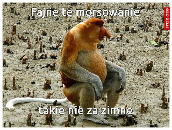 Morsowanie: MEMY 2021. Zobacz najlepsze obrazki i memy o morsowaniu! [ZDJĘCIA]
