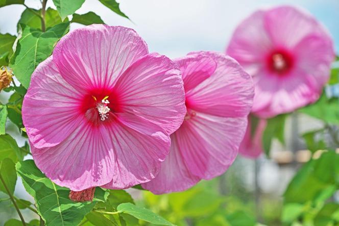 Hibiskus bagienny