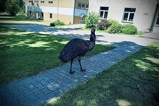 Emu uciekł z wybiegu i poszedł do szkoły! Interweniowali strażacy