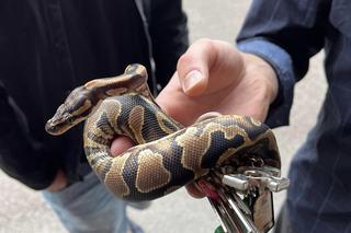 Ciekawski pyton królewski „Edek” wpadł w tarapaty. Na pomoc ruszyli strażacy z Lublina