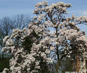 Cieszyński Szlak Kwitnącej Magnolii 