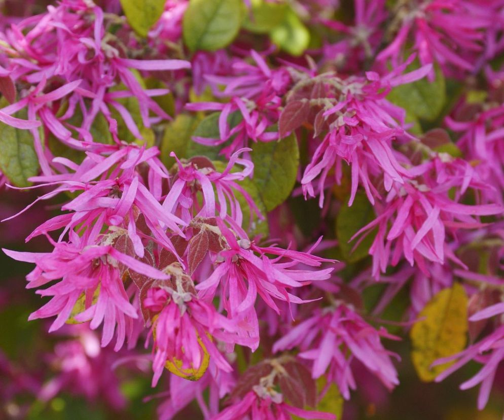 Loropetalum chińskie ‘Rubra’
