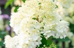 Hortensja bukietowa 'Polar Bear'