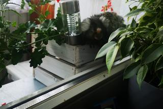 Małpka siedziała na balkonie w Chełmie