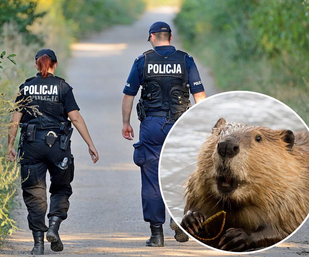 Pomyliła węża z bobrem. Kuriozalne interwencje policji