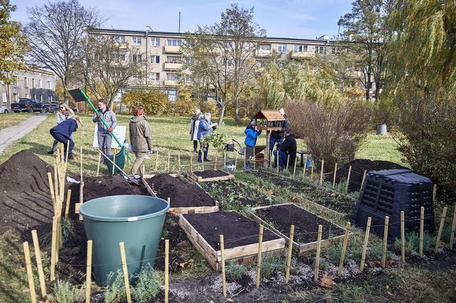 Zrobili sobie na osiedlu warzywniak! Takich ogrodów będzie w Łodzi więcej!
