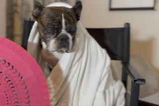 Dawid Kwiatkowski z psem