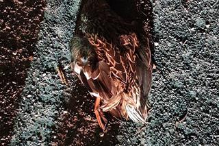 Zginął przez kaczkę