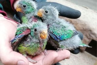 Papużki ostrosterne - Te zwierzęta urodziły się w ZOO Wrocław w 2024 roku