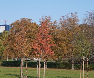 Park im. św. Jana Pawła II w jesiennych barwach