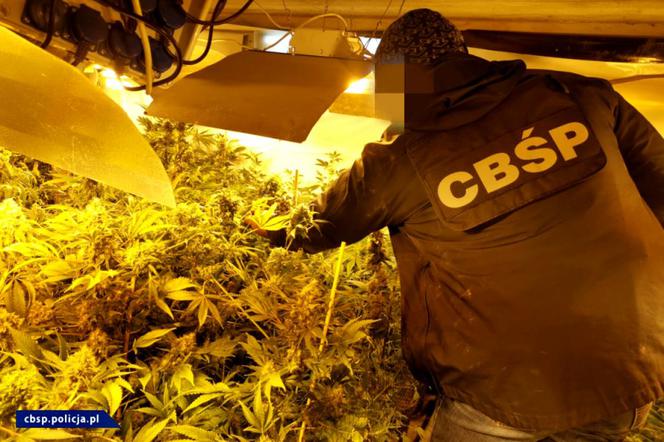 CBŚP zlikwidowało w Łódzkiem OGROMNĄ plantację marihuany