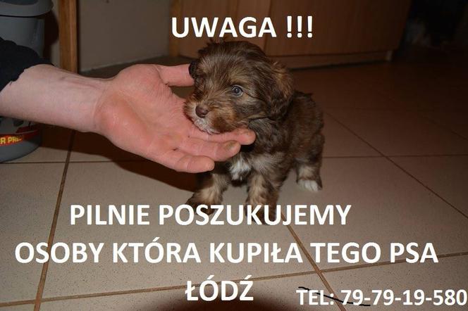 Łódź: UWAGA! Kupiłeś szczeniaka z ogłoszenia? Poszukiwani łodzianie oszukani przez kobietę ze zdjęć [ZOBACZ ZDJĘCIA]