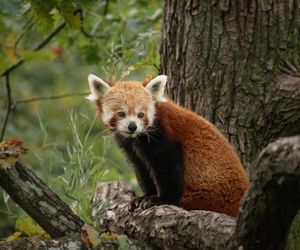 Myślęcinek zaprasza do ZOO. Za darmo