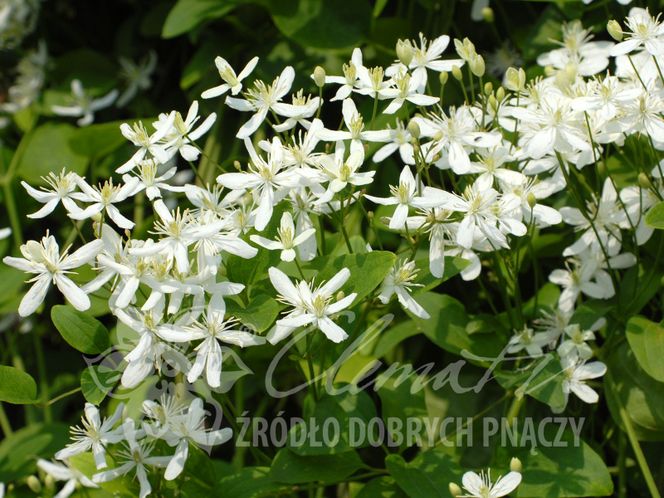 Powojniki - szkółka Clematis