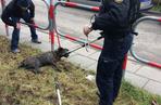 Kraków: Ratowali wyziębionego psa. Zwierzę utknęło w kanale, w lodowatej wodzie [ZDJĘCIA]