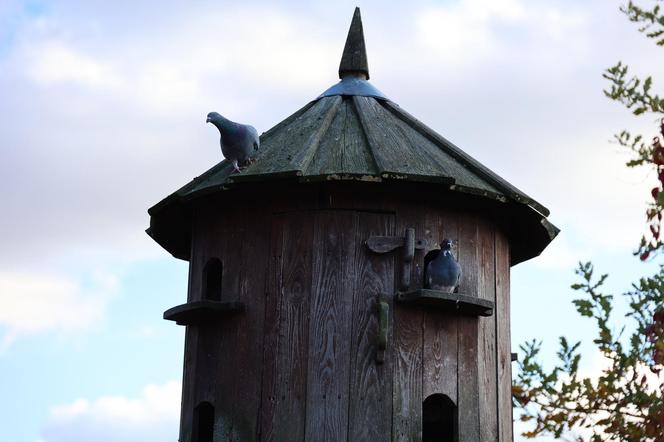 Zachwycający listopad w Muzeum Wsi Lubelskiej! Tak prezentuje się jesienny skansen [ZDJĘCIA]