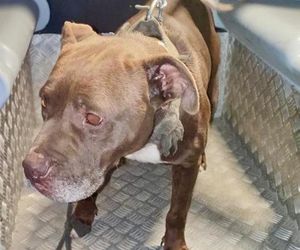  ZŁodzieje ukradli pitbulla.