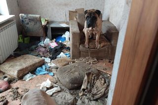 Żyły w katastrofalnych warunkach. Interwencja w hodowli bullmastiffów na Podlasiu