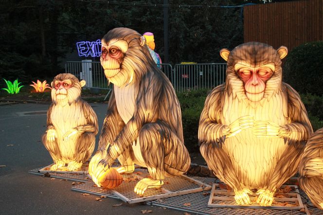 "Garden of Lights" ponownie rozświetlił wrocławskie zoo