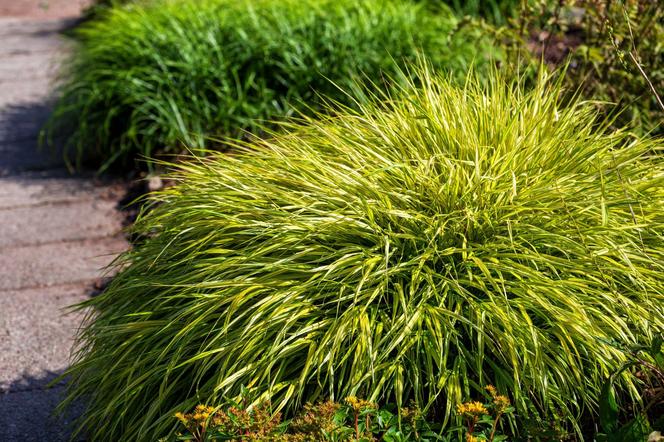 Hakonechloa macra 'Halo'