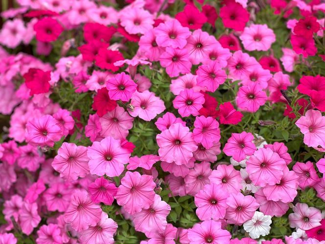 Petunia
